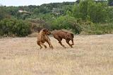 RODESIAN RIDGEBACK 255